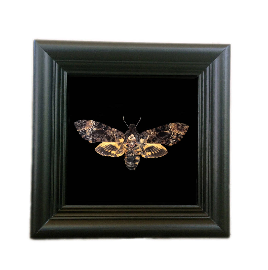 Strange & Unusual Gifts for the Oddity Collector in Your Life