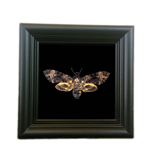 Strange & Unusual Gifts for the Oddity Collector in Your Life