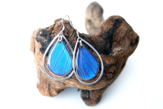 Real Blue Morpho butterfly wing teardrop earrings in sterling silver