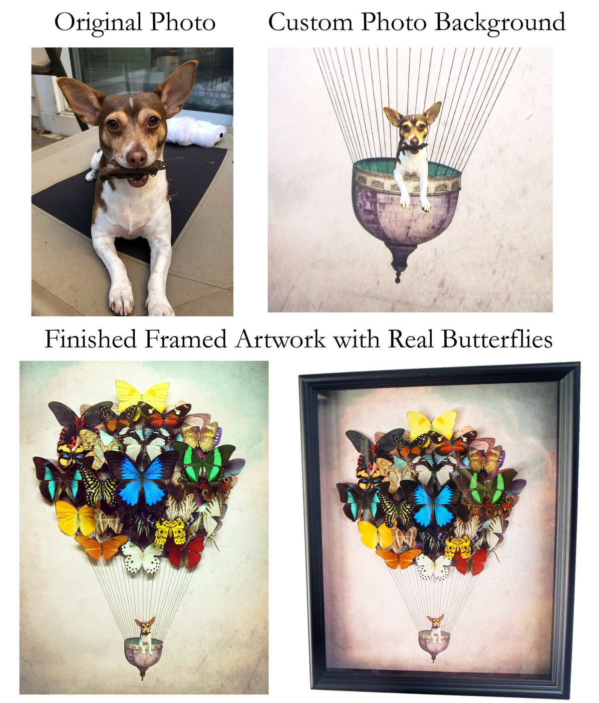 Real Butterfly Hot Air Balloon Zeppelin Framed Art