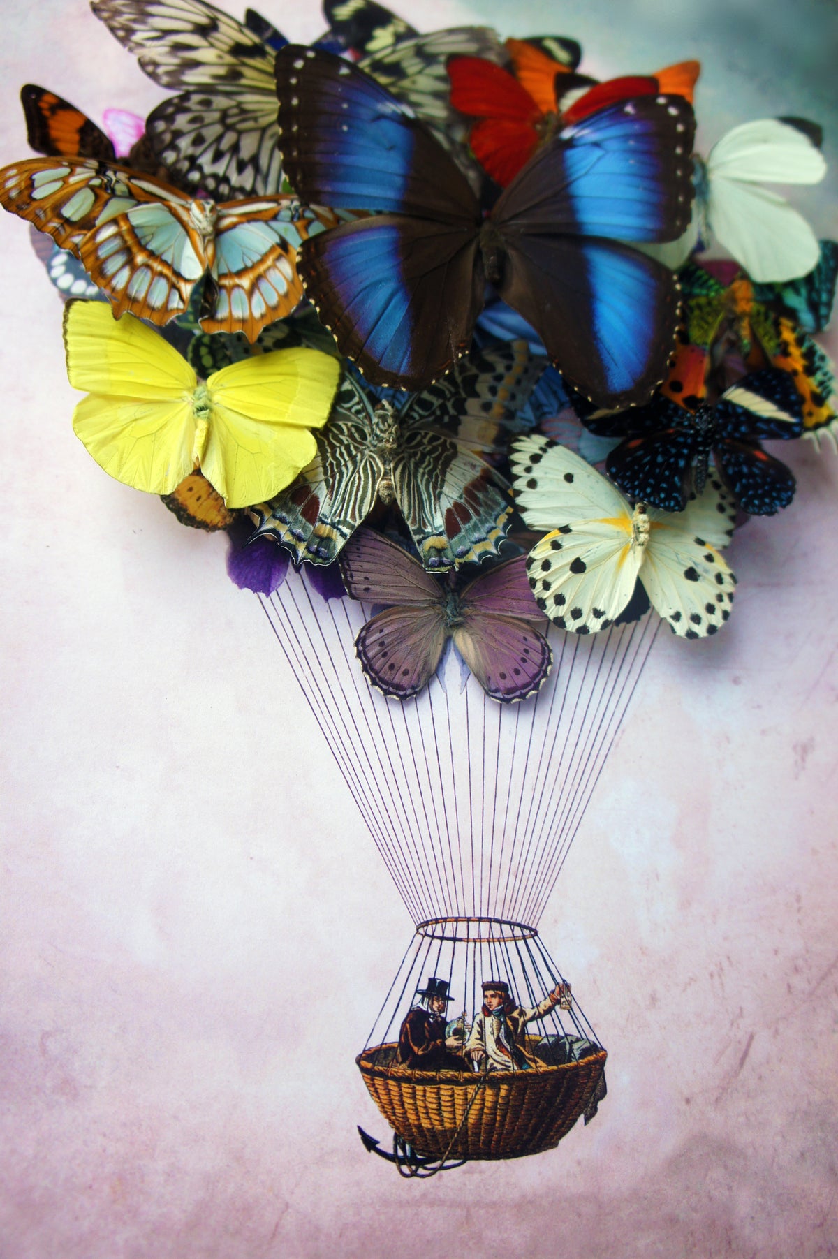 Real Butterfly Hot Air Balloon Zeppelin Framed Art
