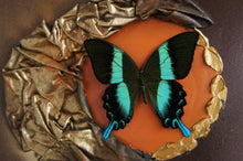 Load image into Gallery viewer, 8 x 10 Butterfly Scultpure Wall Art
