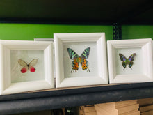 Load image into Gallery viewer, Custom Listing for (3) shadowboxes
