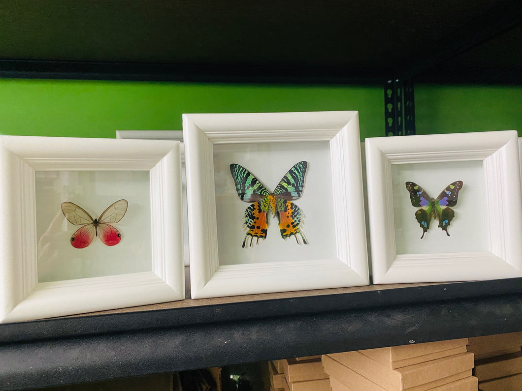 Custom Listing for (3) shadowboxes