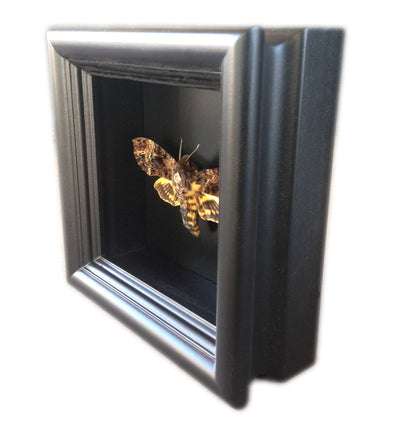 Real Death's Head Hawk Moth in 5x5 Shadow Box