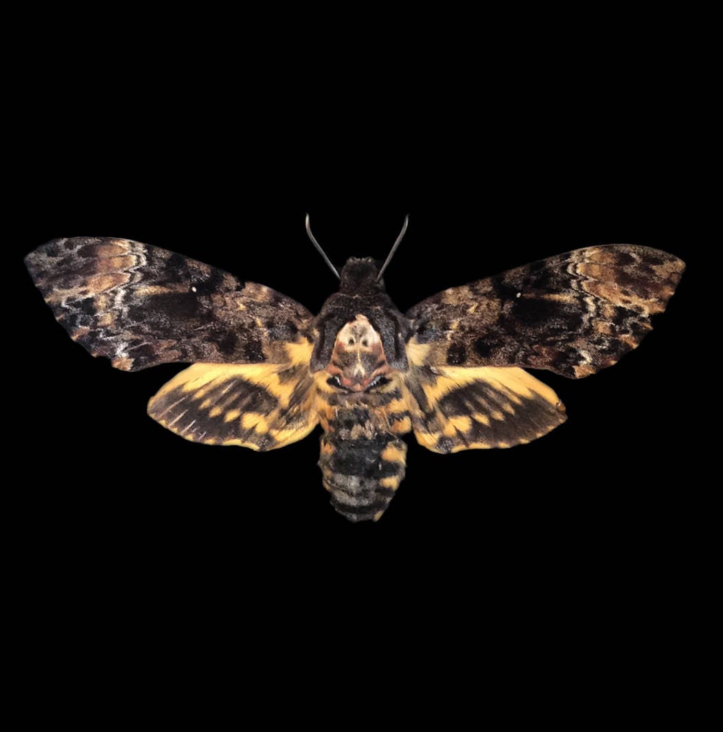 Real Death's Head Hawk Moth in 5x5 Shadow Box
