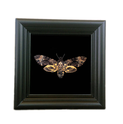 Real Death's Head Hawk Moth in 5x5 Shadow Box