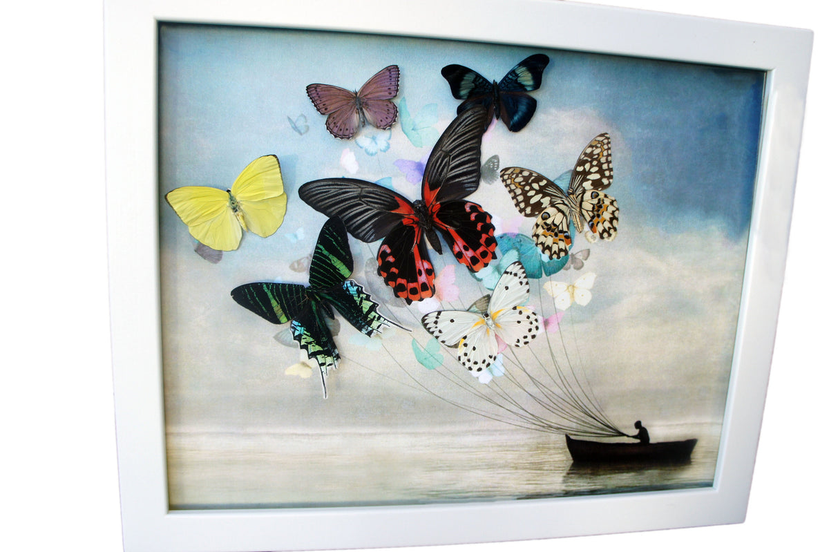 Real Butterfly Sailboat Framed Art – Coastal