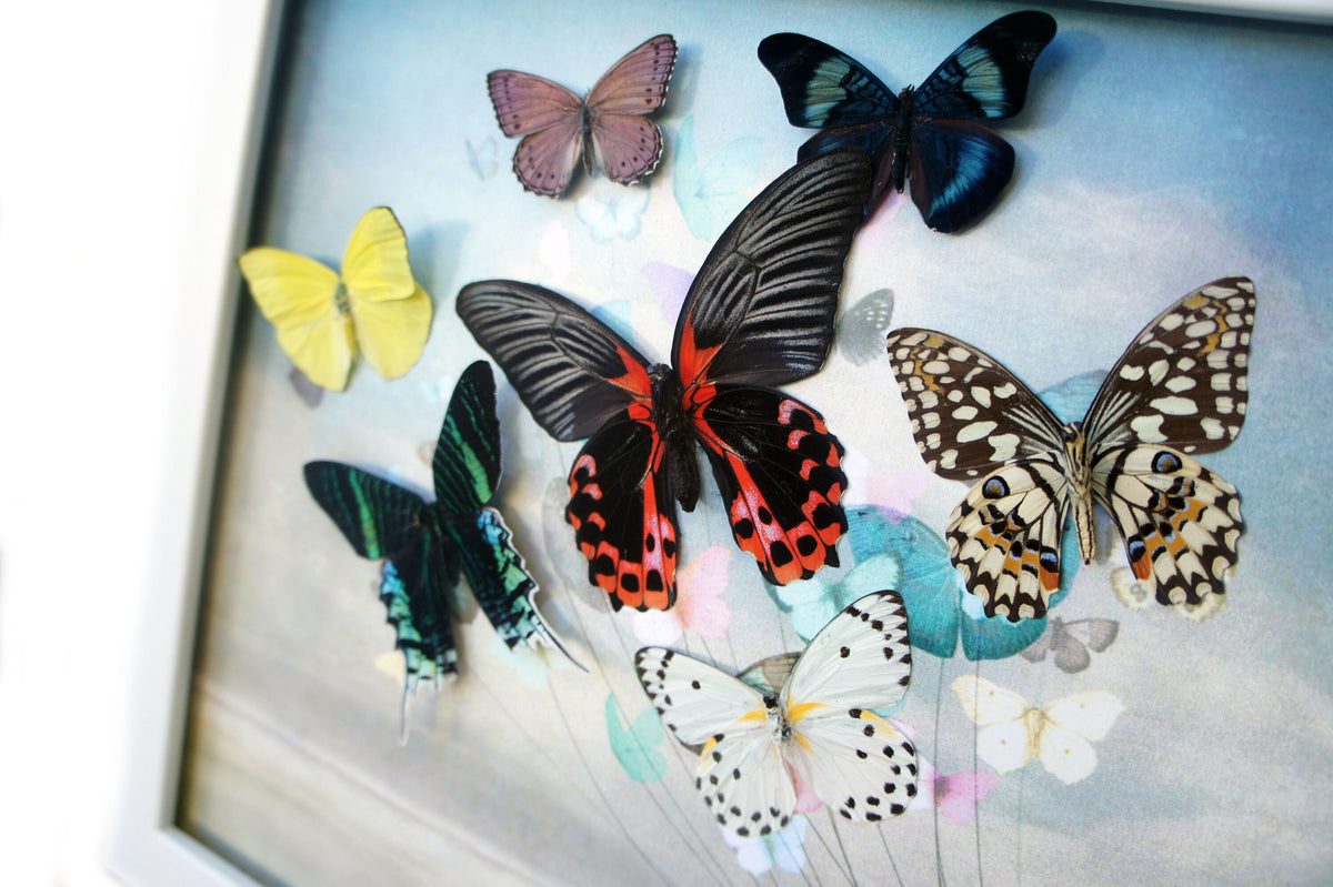 Real Butterfly Sailboat Framed Art – Coastal