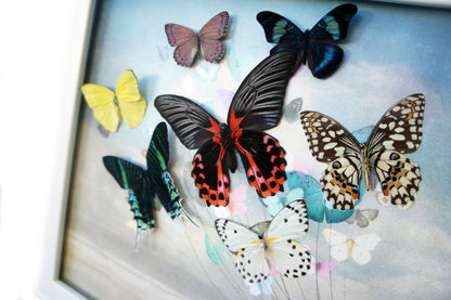 Real Butterfly Sailboat Framed Art – Coastal
