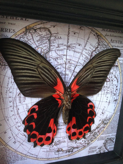 Real Red and Black Butterfly on Vintage Map, 5x5 Shadow Box