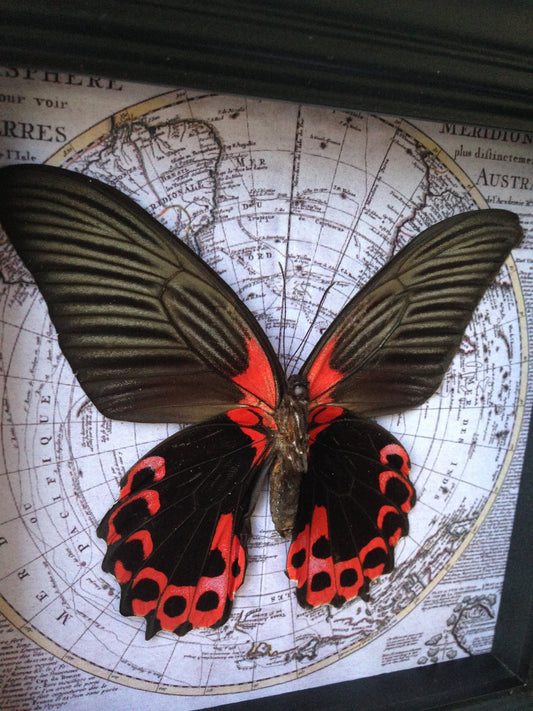 Real Red and Black Butterfly on Vintage Map, 5x5 Shadow Box
