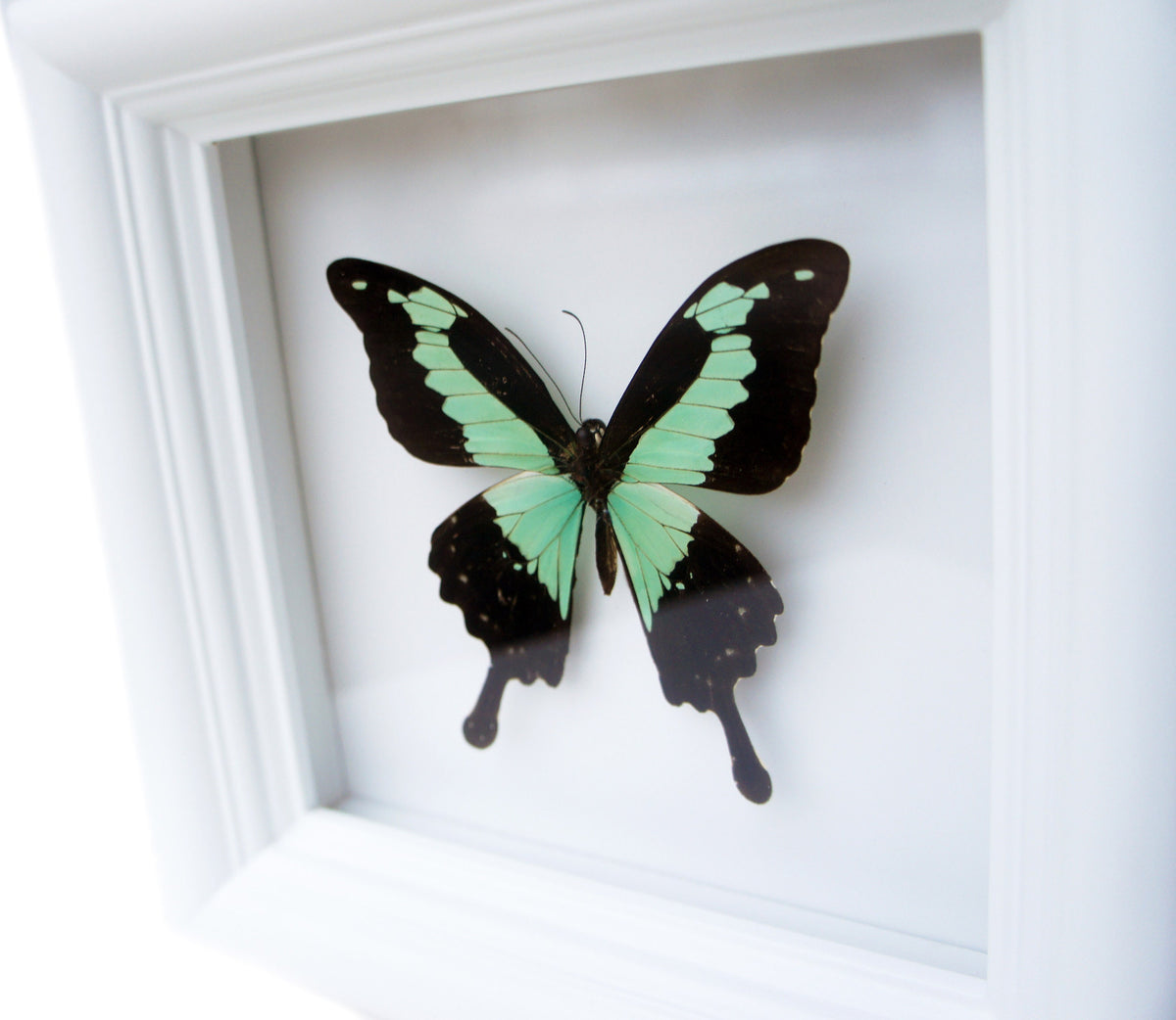 Real Green and Black Birdwing Butterfly Shadow Box