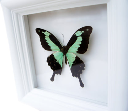 Real Green and Black Birdwing Butterfly Shadow Box