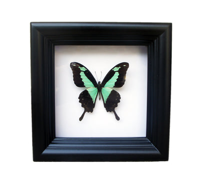 Real Green and Black Birdwing Butterfly Shadow Box