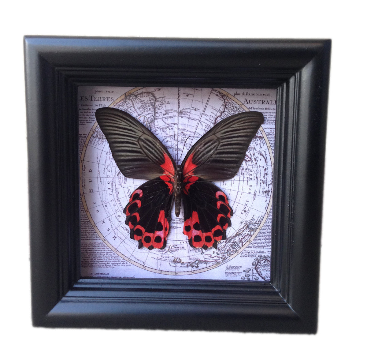 Real Red and Black Butterfly on Vintage Map, 5x5 Shadow Box