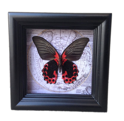 Real Red and Black Butterfly on Vintage Map, 5x5 Shadow Box