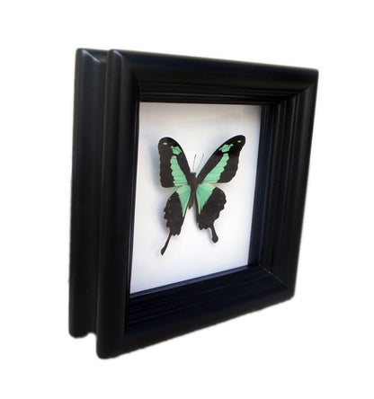 Real Green and Black Birdwing Butterfly Shadow Box
