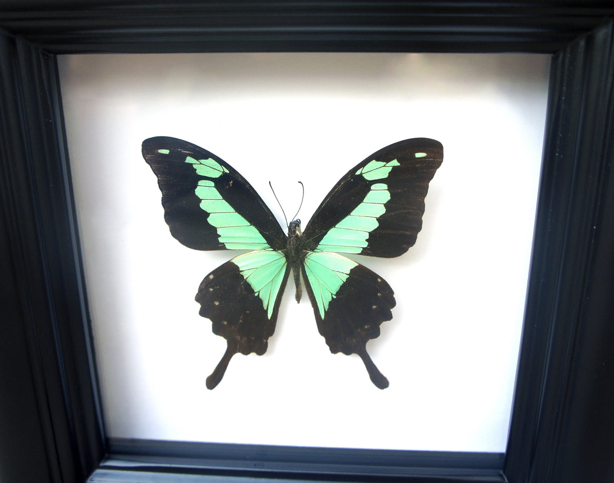 Real Green and Black Birdwing Butterfly Shadow Box