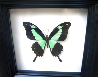 Real Green and Black Birdwing Butterfly Shadow Box