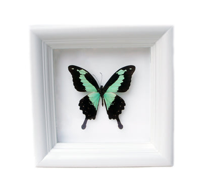 Real Green and Black Birdwing Butterfly Shadow Box