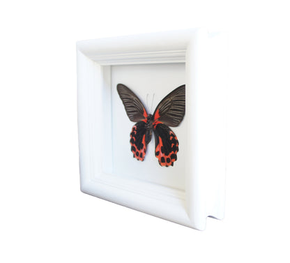 Real Red and Black Butterfly in 5x5 Shadow Box