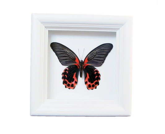 Real Red and Black Butterfly in 5x5 Shadow Box