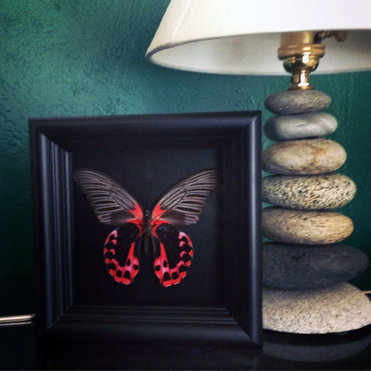 Real Red and Black Butterfly in 5x5 Shadow Box