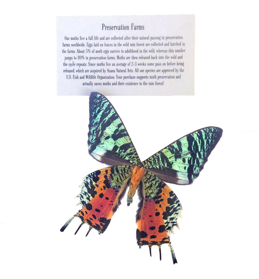 Real Green Sunset Moth Wing Adjustable Ring