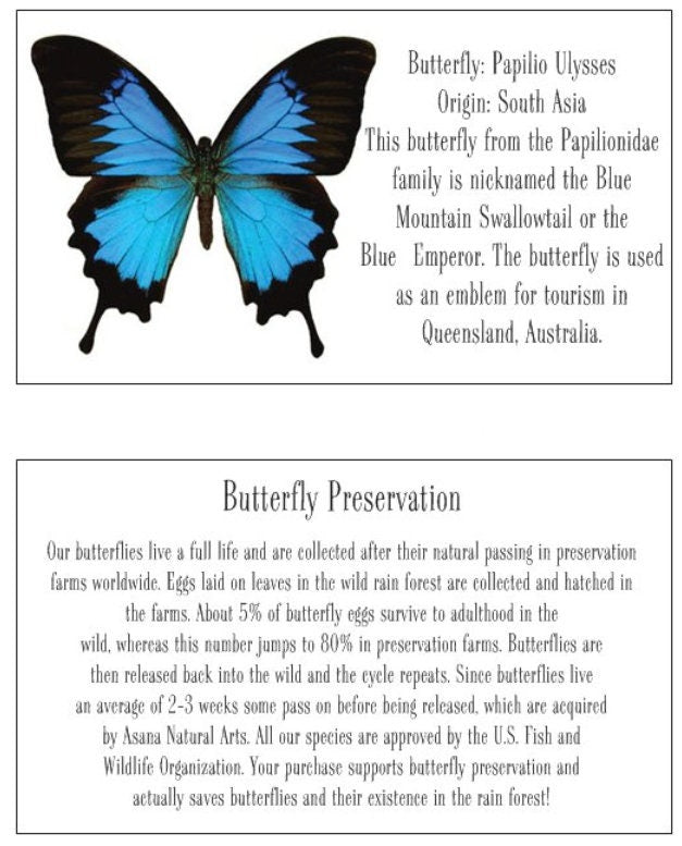 Large Real Butterflies on World Map, 11x14 Shadow Box