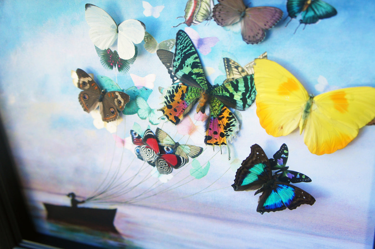 Real Butterfly Sailboat Framed Art – Bohemian Beach