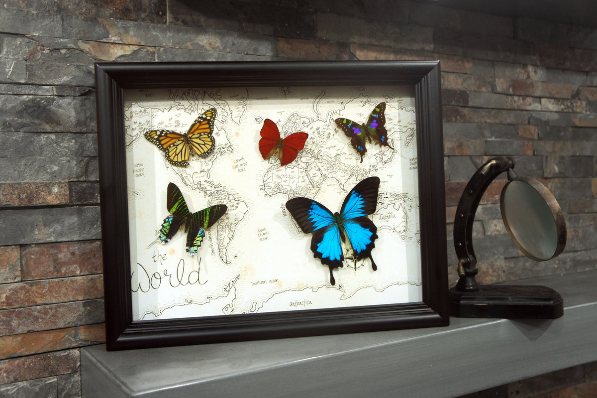 Large Real Butterflies on World Map, 11x14 Shadow Box