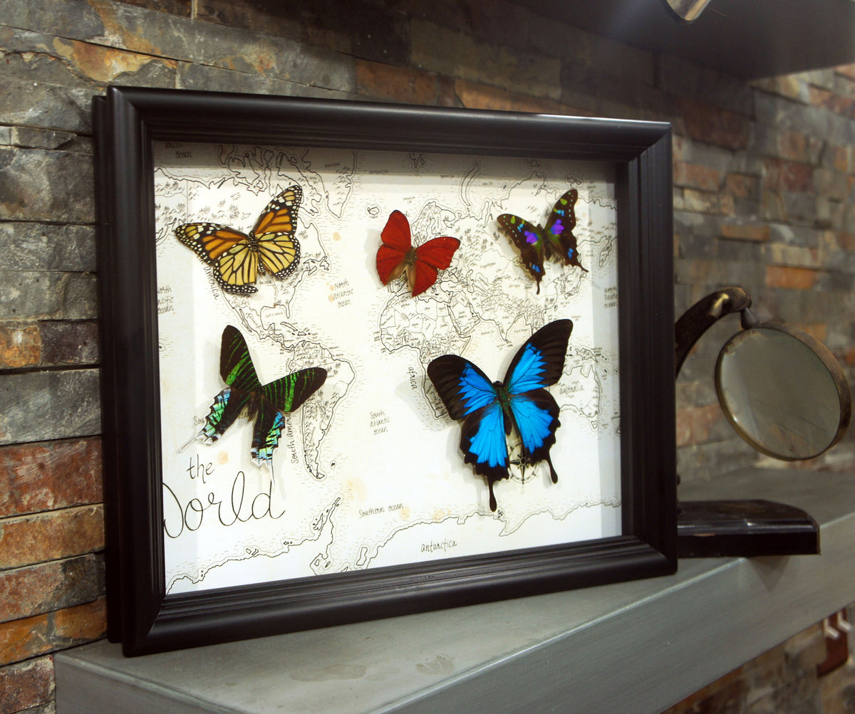 Large Real Butterflies on World Map, 11x14 Shadow Box