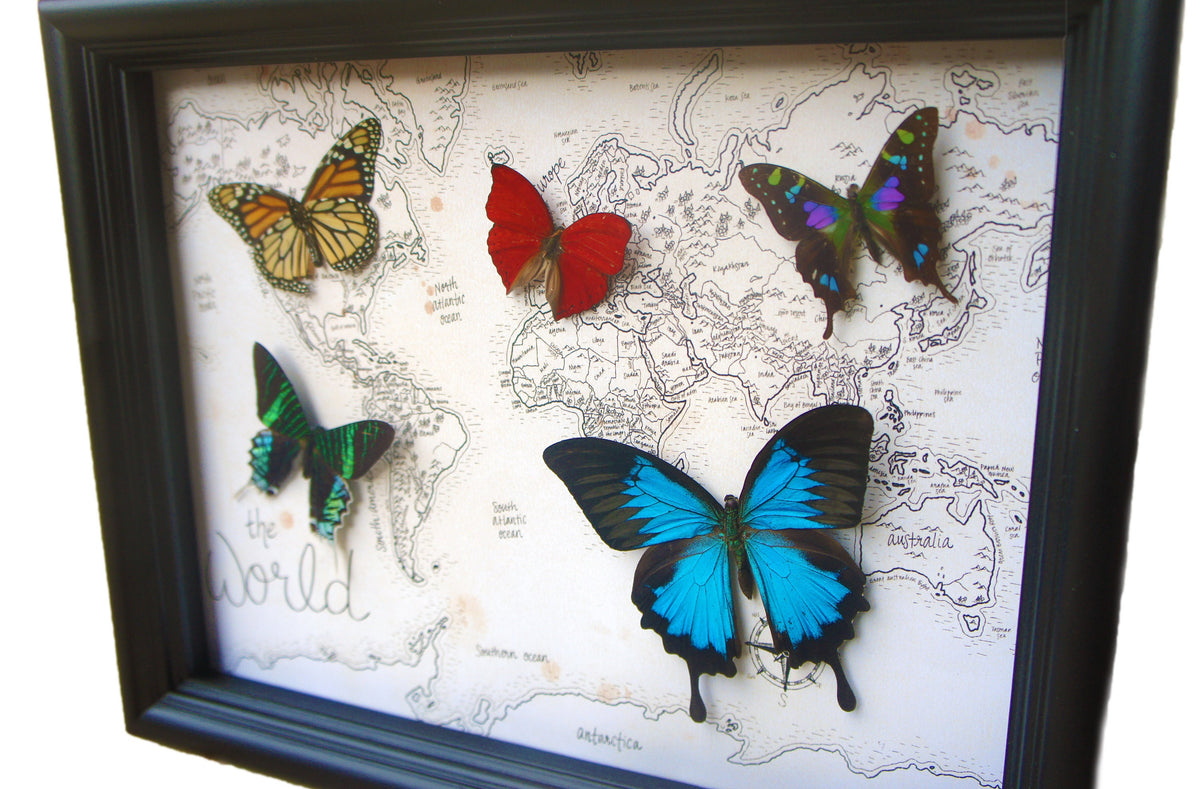Large Real Butterflies on World Map, 11x14 Shadow Box