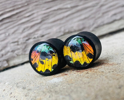 Real Rainbow Sunset Moth Wing Teardrop Plugs, Black Areng Wood