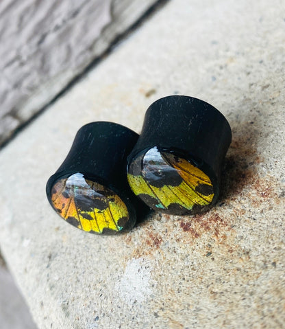 Real Rainbow Sunset Moth Wing Teardrop Plugs, Black Areng Wood
