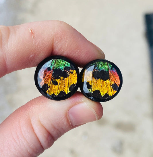 Real Rainbow Sunset Moth Wing Teardrop Plugs, Black Areng Wood