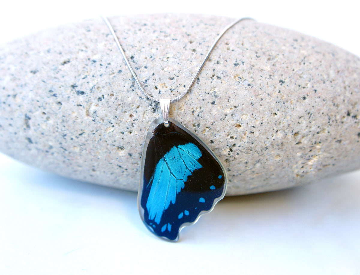 Real blue-banded Papilio bromius butterfly wing necklace