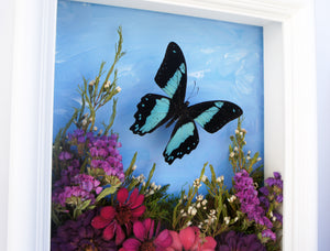 8x10 Flower Shadow Box with Papilio Bromius