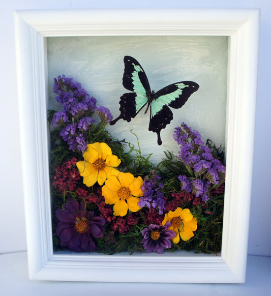 Real green Papilio phorcas butterflies with dried flowers in an 8x10 white shadow box