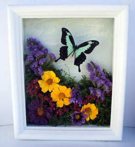 8x10 Flower Shadow Box with Papilio Phorcas
