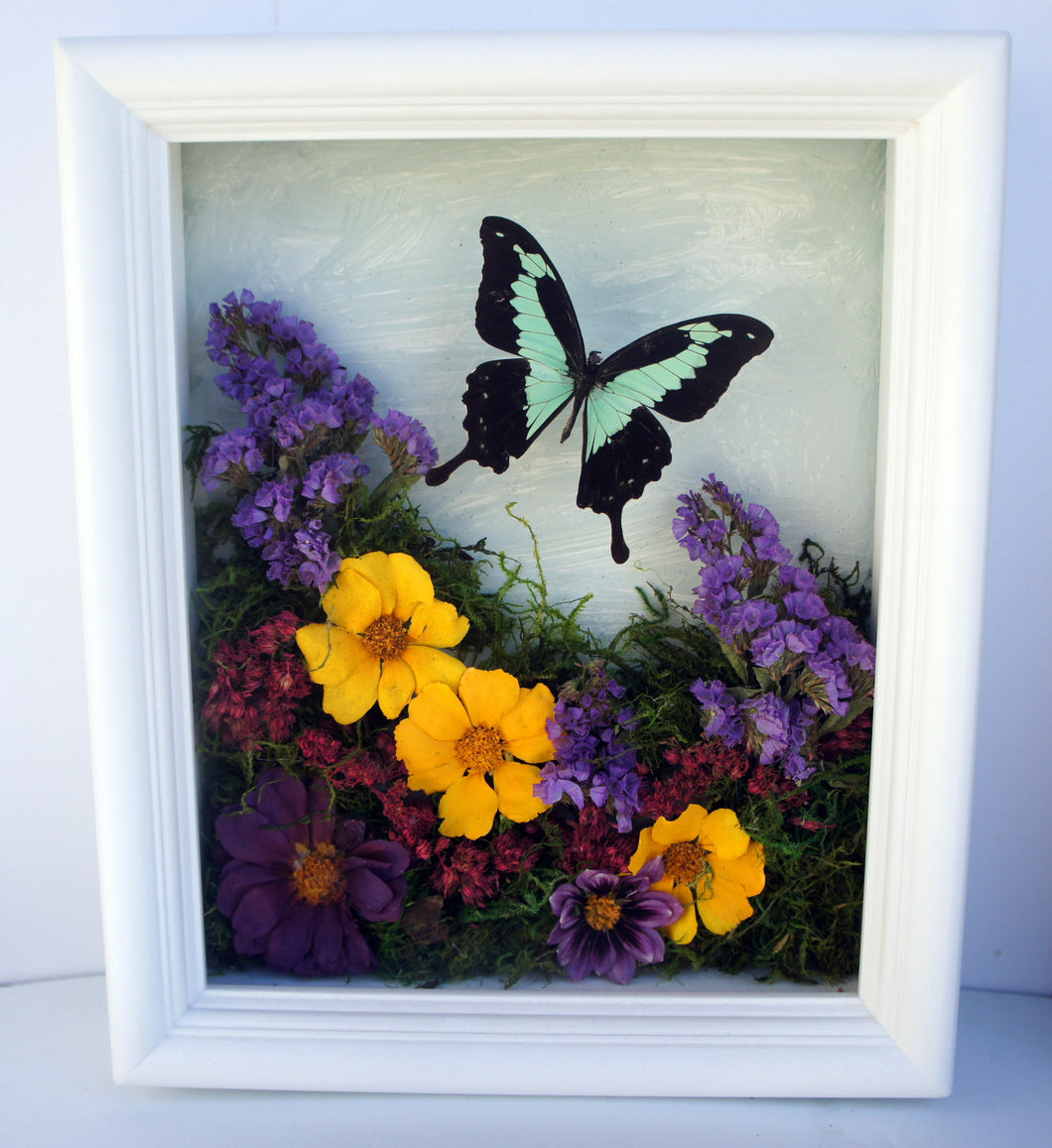 8x10 Flower Shadow Box with Papilio Phorcas