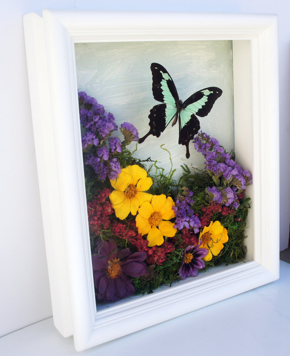 8x10 Flower Shadow Box with Papilio Phorcas – Asana Natural Arts