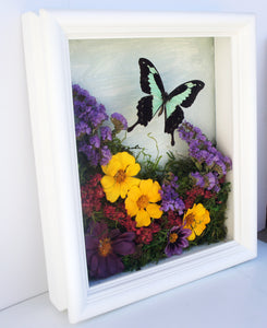 8x10 Flower Shadow Box with Papilio Phorcas