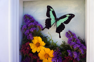 8x10 Flower Shadow Box with Papilio Phorcas