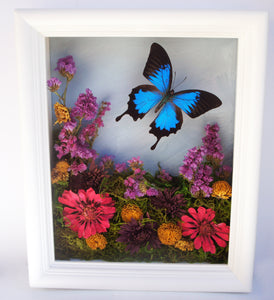 8x10 Flower Shadow Box with Papilio Ulysses