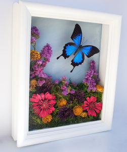8x10 Flower Shadow Box with Papilio Ulysses