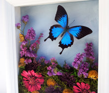 Load image into Gallery viewer, 8x10 Flower Shadow Box with Papilio Ulysses
