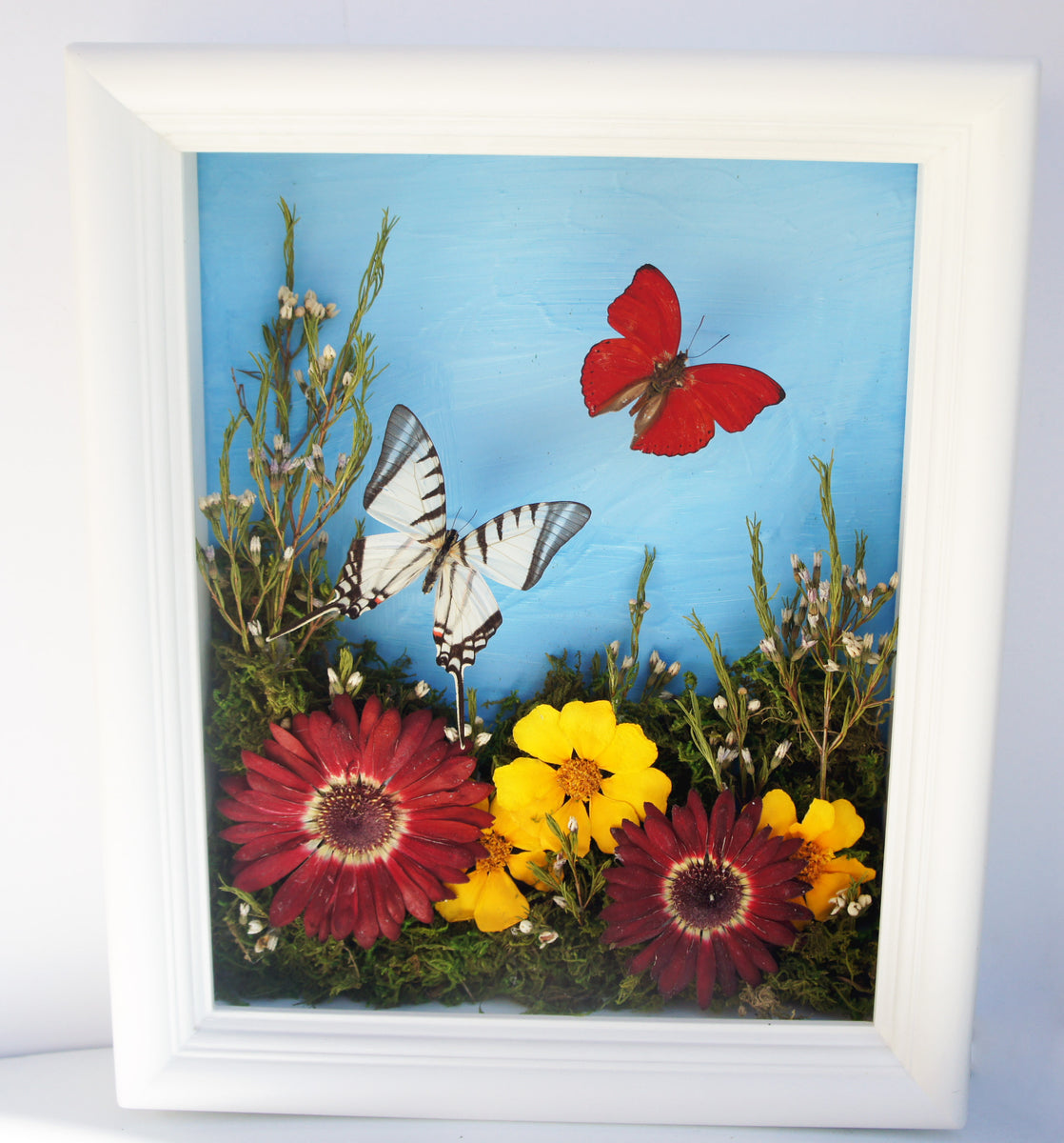 8x10 Flower Shadow Box with Eurytides and Red – Asana Natural Arts
