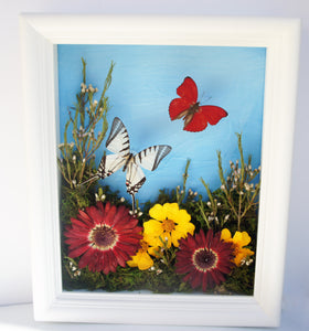 8x10 Flower Shadow Box with Eurytides and Red
